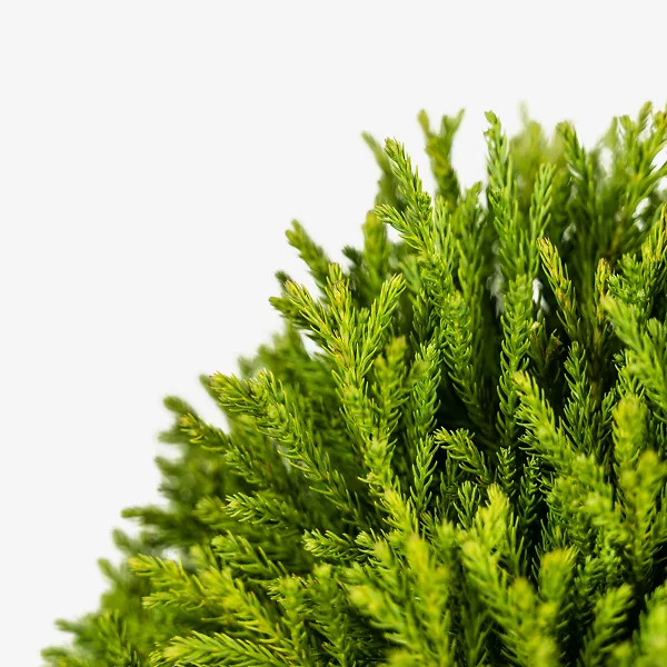 Dwarf Globe Japanese Cedar 5 Dwarf Globe Japanese Cedar - Image 5