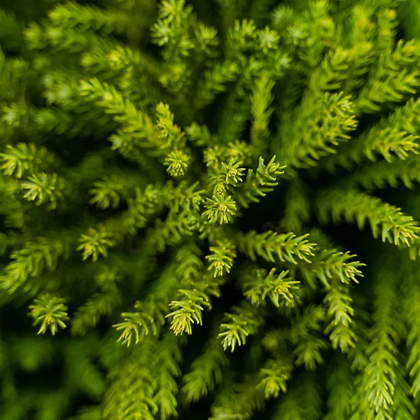 Dwarf Globe Japanese Cedar 2 Dwarf Globe Japanese Cedar - Image 2