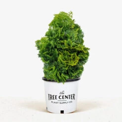 Dwarf Hinoki Cypress -The Tree Center Store Dwarf Hinoki Cypress 3G 01 1 600x600 1