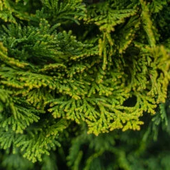 Dwarf Hinoki Cypress -The Tree Center Store Dwarf Hinoki Cypress 3G 02 copy 1 600x600 1