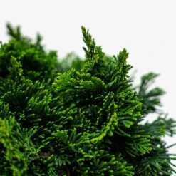 Dwarf Hinoki Cypress - Tree Form -The Tree Center Store Dwarf Hinoki Cypress Tree Form 3G 02 600x600 1