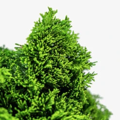 Dwarf Hinoki Cypress - Tree Form -The Tree Center Store Dwarf Hinoki Cypress Tree Form 3G 03 copy 600x600 1