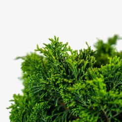 Dwarf Hinoki Cypress - Tree Form -The Tree Center Store Dwarf Hinoki Cypress Tree Form 3G 05 600x600 1