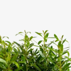 Compact Inkberry Holly -The Tree Center Store Dwarf Inkberry Holly 3G 02 600x600 1