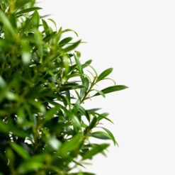 Compact Inkberry Holly -The Tree Center Store Dwarf Inkberry Holly 3G 04 600x600 1