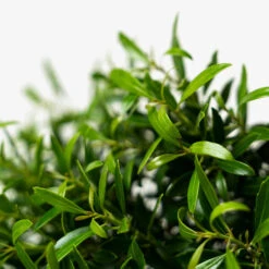 Compact Inkberry Holly -The Tree Center Store Dwarf Inkberry Holly 3G 05 600x600 1