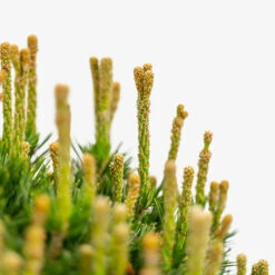 Dwarf Mugo Pine -The Tree Center Store Dwarf Mugo Pine 5G 02 copy 2 600x600 1