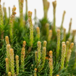 Dwarf Mugo Pine -The Tree Center Store Dwarf Mugo Pine 5G 05 copy 2 600x600 1