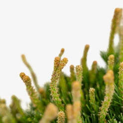 Dwarf Mugo Pine -The Tree Center Store Dwarf Mugo Pine 5G 06 copy 2 600x600 1