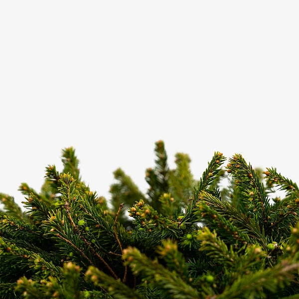 Dwarf Norway Spruce 2 Dwarf Norway Spruce - Image 2