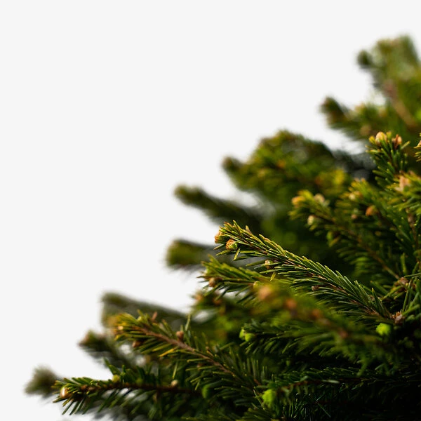 Dwarf Norway Spruce 4 Dwarf Norway Spruce - Image 4