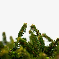 Dwarf Norway Spruce 9 Dwarf Norway Spruce -The Tree Center Store Dwarf Norway Spruce 5G 06 600x600 1