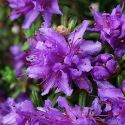 Dwarf Purple Rhododendron -The Tree Center Store Dwarf Purple Rhododendron 1 copy jpg