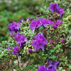 Dwarf Purple Rhododendron -The Tree Center Store Dwarf Purple Rhododendron 2 copy jpg