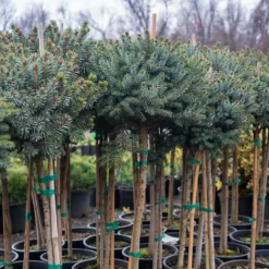 Dwarf Serbian Spruce - Tree Form -The Tree Center Store Dwarf Serbian Spruce Tree Form 1 600x600 1