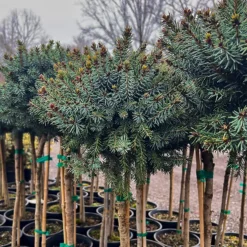Dwarf Serbian Spruce - Tree Form -The Tree Center Store Dwarf Serbian Spruce Tree Form 4 600x600 1