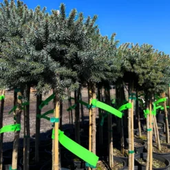 Dwarf Serbian Spruce - Tree Form