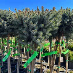 Dwarf Serbian Spruce - Tree Form -The Tree Center Store Dwarf Serbian Spruce Tree Form 7 600x600 1