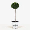 Graceful Dwarf Hinoki Cypress - Tree Form