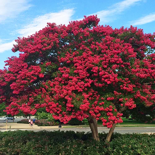 Dynamite Crape Myrtle 2 Dynamite Crape Myrtle - Image 2