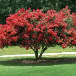 Dynamite Crape Myrtle 6 Dynamite Crape Myrtle -The Tree Center Store Dynamite Crape Myrtle 2 copy jpg