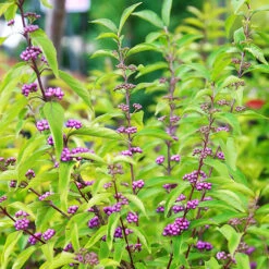 Early Amethyst Beautyberry -The Tree Center Store Early Amethyst Beautyberry 1 copy 600x600 1