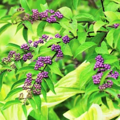 Early Amethyst Beautyberry -The Tree Center Store Early Amethyst Beautyberry 2 copy 600x600 1