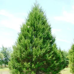 Eastern Red Cedar -The Tree Center Store Eastern Red Cedar 1 copy jpg webp