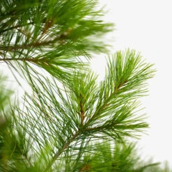 Eastern White Pine -The Tree Center Store Eastern White Pine 3G 04 1 600x600 1