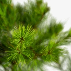 Eastern White Pine -The Tree Center Store Eastern White Pine 3G 05 1 600x600 1