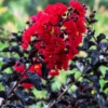 Ebony Fire Crape Myrtle