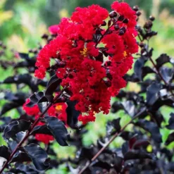 Ebony Fire Crape Myrtle