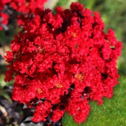 Ebony Fire Crape Myrtle -The Tree Center Store Ebony Fire Crape Myrtle 4 copy 600x600 1