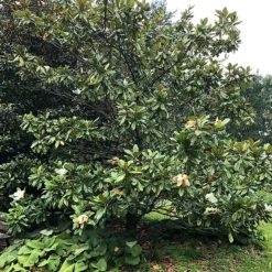 Edith Bogue Southern Magnolia 7 Edith Bogue Southern Magnolia -The Tree Center Store Edith Bogue Southern Magnolia 1 copy 600x600 1