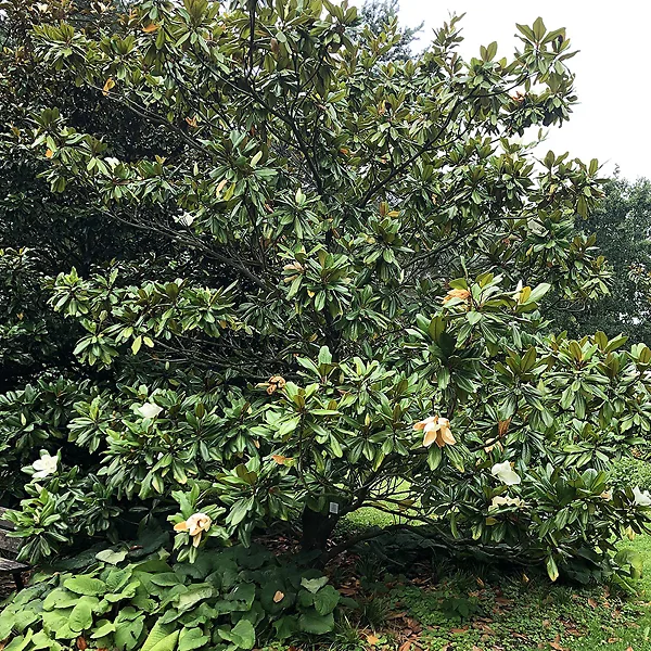 Edith Bogue Southern Magnolia 4 Edith Bogue Southern Magnolia - Image 4