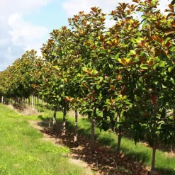 Edith Bogue Southern Magnolia 6 Edith Bogue Southern Magnolia -The Tree Center Store Edith Bogue Southern Magnolia 4 copy 600x600 1