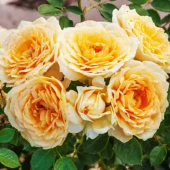 Edith's Darling Miniature Rose Tree -The Tree Center Store Ediths Darling Miniature Rose Tree 1 copy jpg webp