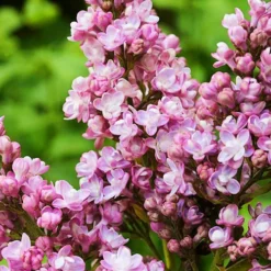 Edward Gardner Lilac -The Tree Center Store Edward Gardner Lilac 3 copy jpg