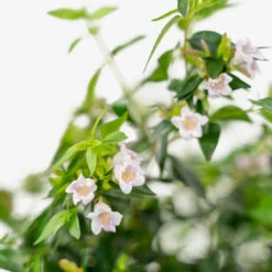 Edward Goucher Pink Abelia