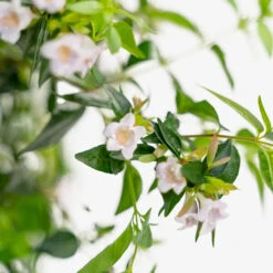 Edward Goucher Pink Abelia -The Tree Center Store Edward Goucher Pink Abelia 3G 05 copy 1 600x600 1