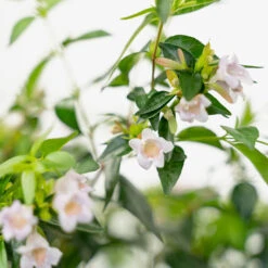 Edward Goucher Pink Abelia -The Tree Center Store Edward Goucher Pink Abelia 3G 06 copy 1 600x600 1
