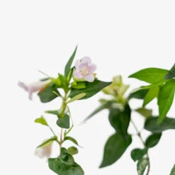 Edward Goucher Pink Abelia -The Tree Center Store Edward Goucher Pink Abelia 3G 07 copy 1 600x600 1