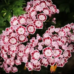 Elf Mountain Laurel 7 Elf Mountain Laurel -The Tree Center Store Elf Kalmia 1 copy jpg webp