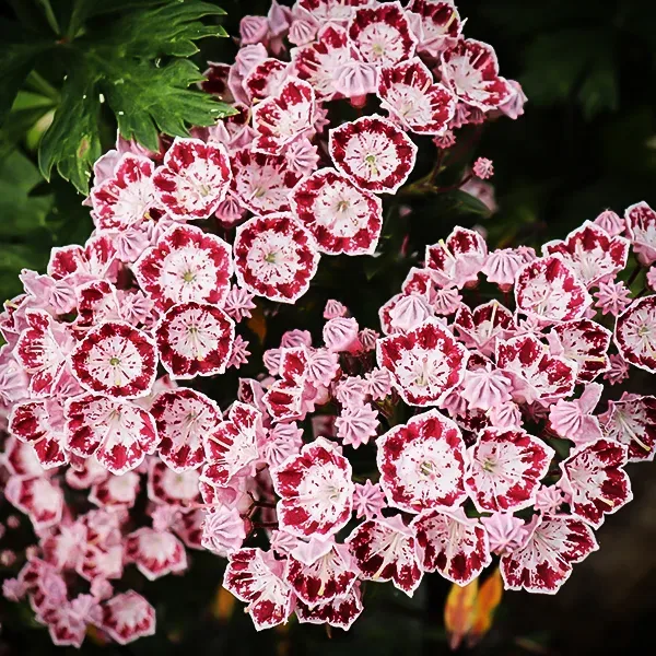 Elf Mountain Laurel 4 Elf Mountain Laurel - Image 4