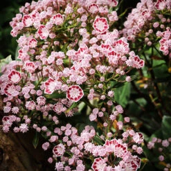 Elf Mountain Laurel
