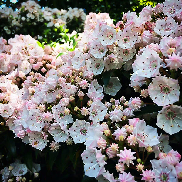 Elf Mountain Laurel 2 Elf Mountain Laurel - Image 2