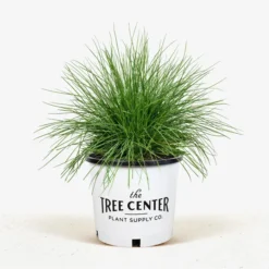 Elijah Blue Fescue -The Tree Center Store Elijah Blue Fescue 2G 01 jpg 600x600 1