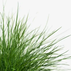 Elijah Blue Fescue -The Tree Center Store Elijah Blue Fescue 2G 02 copy 600x600 1