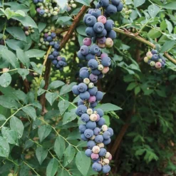 Elliot Blueberry -The Tree Center Store Elliot 600x600 1