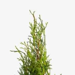Emerald Green Arborvitae -The Tree Center Store Emerald Green Arborvitae 5G 02 copy 600x600 1